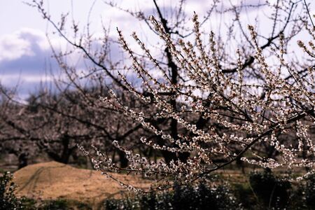 Plum trees in the background are blurred and closeup  plum blossoms