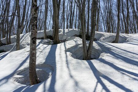 Spring beech forest with lots of snowの写真素材