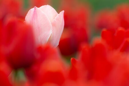 Close-up shot of a pink tulip in a red tulipsの写真素材