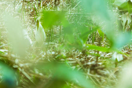 Close-up shot of skunk cabbage with the leaves in the foreground blurの写真素材