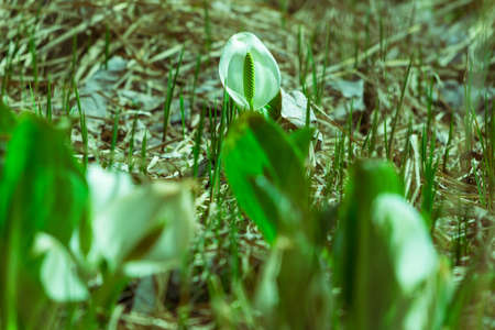 Blured skunk cabbage blooming in the foreground, close-up photography