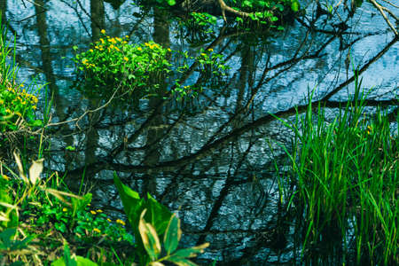 Ranunculus ficaria blooming in a stream and trees reflected in the streamの写真素材