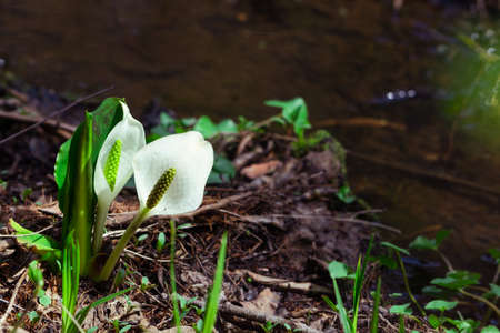 Close-up shot of a skunk cabbage that looks like shouldersの写真素材