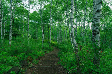 Birch forest overgrown with greeneryの写真素材