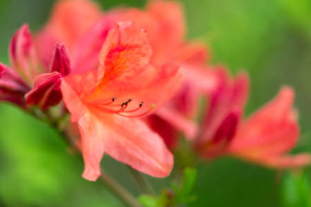 Macro shot of azalea flowersの写真素材
