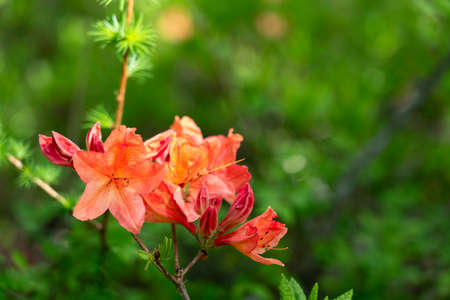 Close-up shot of azalea flowersの写真素材