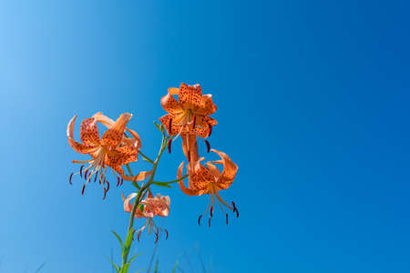 Close-up shot of a little tiger lily under the blue sky in summerの写真素材