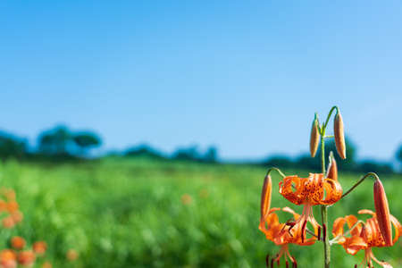 Close-up shot of a small tiger lily blooming on a summer plateauの写真素材