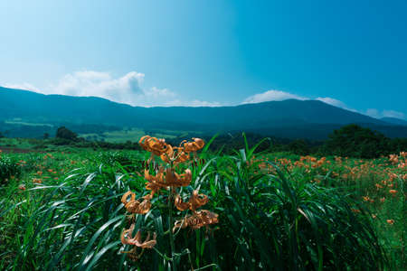 Close-up shot of a little tiger lily under the blue sky in summerの写真素材