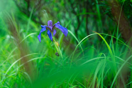 A single iris blooming in the overgrown grass
