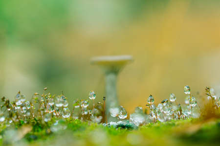 Water droplets on moss and small mushroomsの写真素材