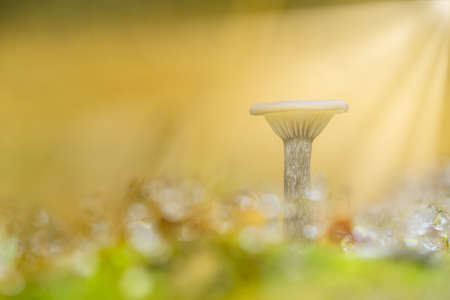 A small mushroom illuminated by lightの写真素材