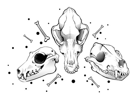 Vector dog skulls. engraving styleのイラスト素材