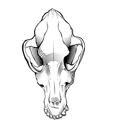 Black and white wolf, dog skullのイラスト素材