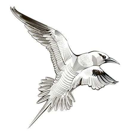 Vector seagull. engraving illustration birdのイラスト素材