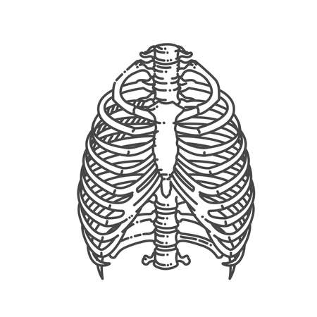 Rib cage bones. Thorax. Human skeletal system. Anatomyのイラスト素材