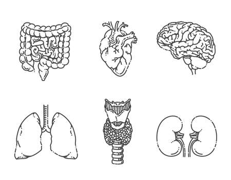 Internal organs. Vector medical icons setのイラスト素材
