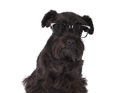 black dog isolatedの写真素材