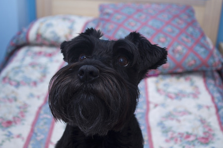 dog lying in bed