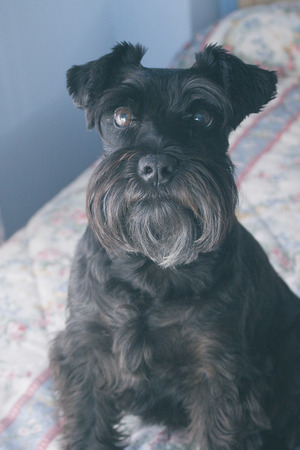 black dog on the bedの写真素材