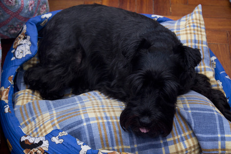 black dog, schnauzer on the bedの写真素材