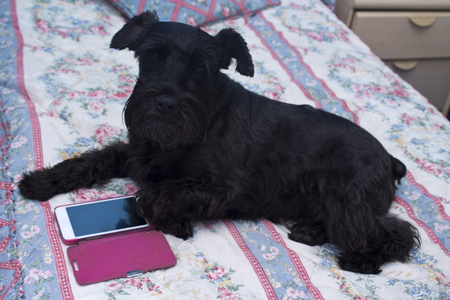 dog with mobile phoneの写真素材