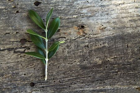 olive branchの写真素材