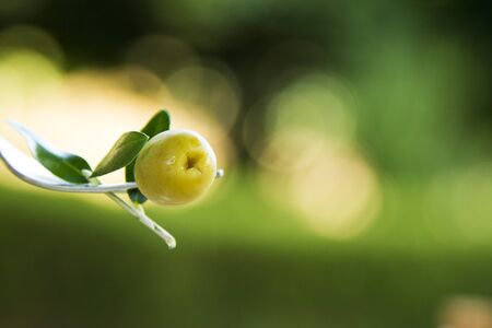 olive on fork with green backgroundの写真素材