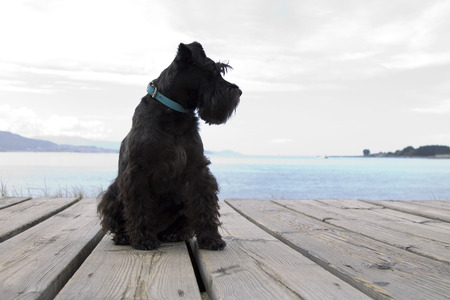 schnauzer dog with coast backgroundの写真素材
