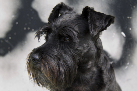 black schnauzer dog with graffiti backgroundの写真素材
