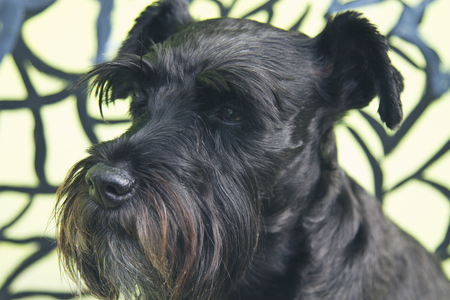 black schnauzer dog with graffiti on the wallの写真素材