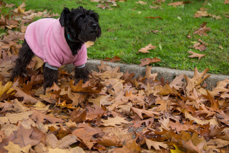 dog with coat in the autumn with dry leavesの写真素材