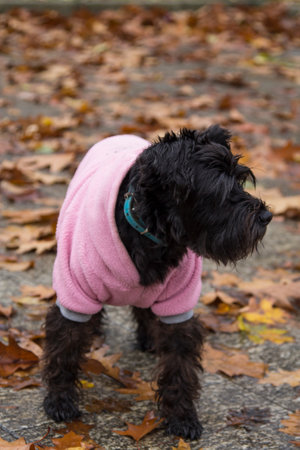 dog with coat in the autumn with dry leavesの写真素材
