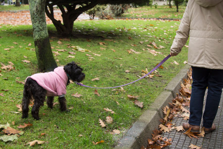 woman with umbrella walking with her dog in the park in autumnの写真素材