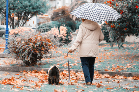 woman with umbrella walking with her dog in the park in autumnの写真素材