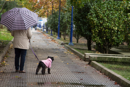 woman walking with umbrella and her dog in autumnの写真素材