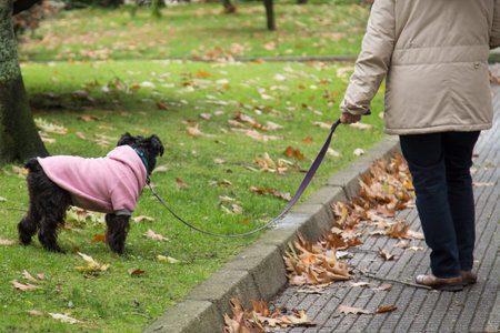 woman walking with umbrella and her dog in autumnの写真素材