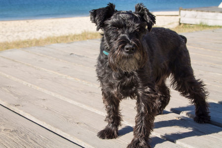 black schnauzer dog on the beach