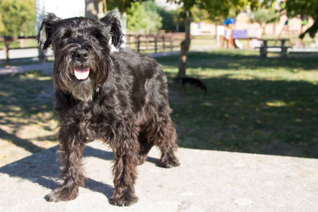 black schnauzer dog on the mountainの写真素材