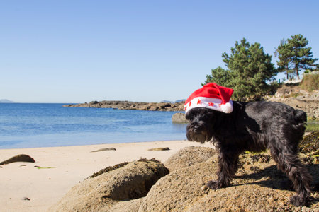 dog with santa claus hat on the beachの写真素材