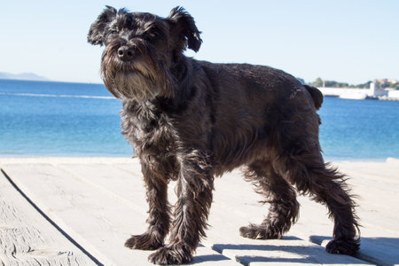black schnauzer dog on the beachの写真素材
