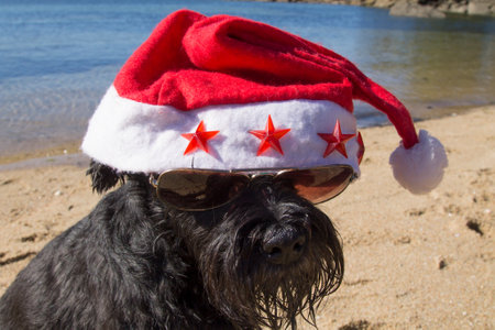 dog with santa claus hat and sunglassesの写真素材