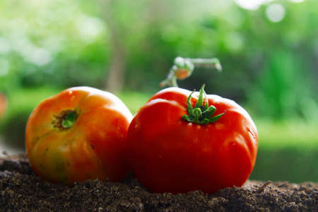 organic ripe tomatoes on organic farm landの写真素材