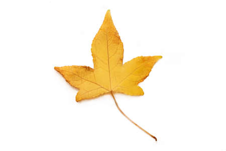 dried leaves isolated on whiteの写真素材