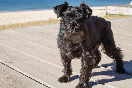 black schnauzer dog on the beachの写真素材