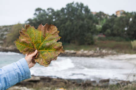hand holding dry autumn leafの写真素材