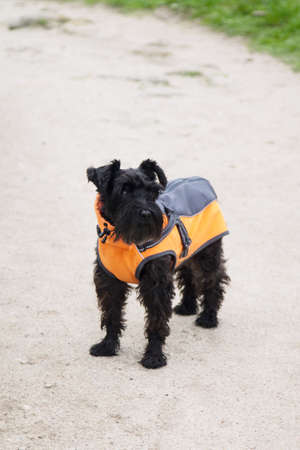 dog in coat on the roadの写真素材