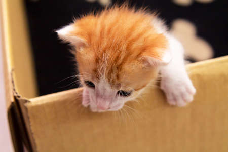 kitten in cardboard box wanting to get out