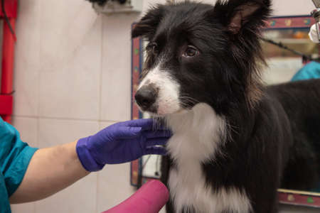 grooming the dog at the dog grooming salonの写真素材