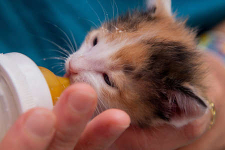 giving the bottle with milk to the kittenの写真素材